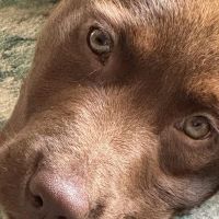 Hondenoppas werk Nijeveen: baasje van Dex