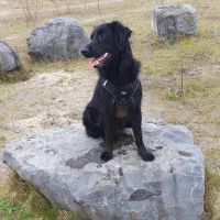 Hondenoppas werk Almere: baasje van Skody