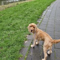 Hondenoppas werk Gorinchem: baasje van Louis