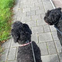 Hondenoppas werk Zoetermeer: baasje van Leia en reu 
