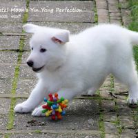 Hondenoppas werk Veldhoven: baasje van Yin