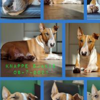 Hondenoppas werk Alkmaar: baasje van Chase