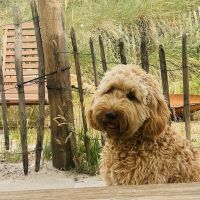 Hondenoppas werk Almere: baasje van Buddy