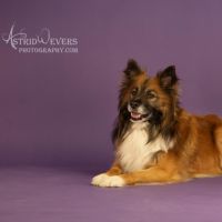 Hondenoppas werk Leeuwarden: baasje van Magnus