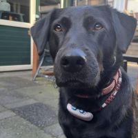 Hondenoppas werk Rotterdam: baasje van Noa