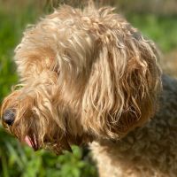 Hondenoppas werk Gouda: baasje van Pip