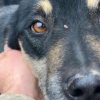 Hondenoppas werk 's-Gravenhage: baasje van Benji