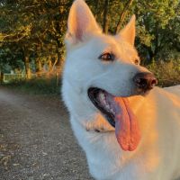 Hondenoppas werk Wehl: baasje van Joy
