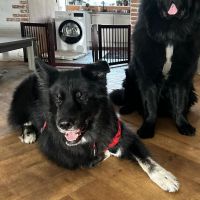 Hondenoppas werk Den Helder: baasje van Sumatra and Obi