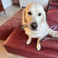 Hondenoppas werk Rolde: baasje van Ivy 
