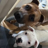 Hondenoppas werk Warten: baasje van Luna en Layka