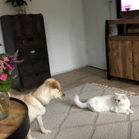 Hondenopvang Vlaardingen: Anne