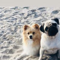 Hondenoppas werk Den Helder: baasje van Nena en Kylie 