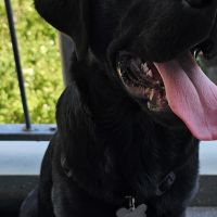 Hondenoppas werk Rotterdam: baasje van Amado