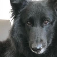 Hondenoppas werk Zeist: baasje van Larna