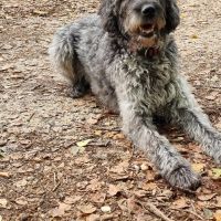 Hondenoppas werk Malden: baasje van Pippa