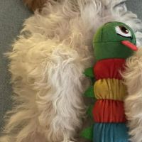 Hondenoppas werk Rosmalen: baasje van Teddy