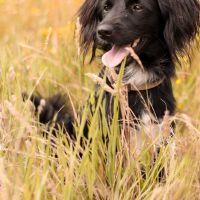 Hondenoppas werk Kruiningen: baasje van Bobo