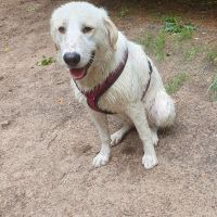 Hondenoppas werk Diemen: baasje van Nova