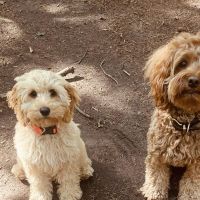 Hondenoppas werk Teteringen: baasje van Lexie en Momo