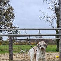 Hondenoppas werk Venlo: baasje van Teddy