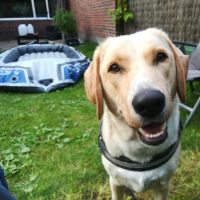 Hondenoppas werk Leeuwarden: baasje van Joey