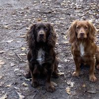 Hondenoppas werk Aerdenhout: baasje van Abbey en Momo