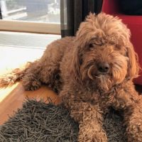 Hondenoppas werk Veenendaal: baasje van Bink