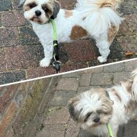 Hondenoppas werk Apeldoorn: baasje van Beau