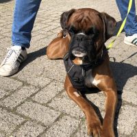 Hondenoppas werk Deventer: baasje van Moos