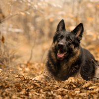 Hondenoppas werk Assen: baasje van Quby