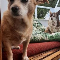 Hondenoppas werk Hoogkarspel: baasje van Diva Simba