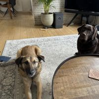 Hondenoppas werk Hendrik-Ido-Ambacht: baasje van Lola en Rex