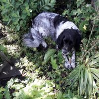 Hondenoppas werk Gouda: baasje van Katie