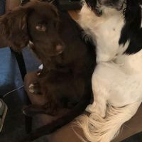 Hondenoppas werk De Bilt: baasje van Bucky en Pepper