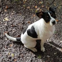Hondenoppas werk Apeldoorn: baasje van Ziva