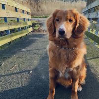 Hondenoppas werk Spijkenisse: baasje van Jace