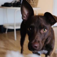 Hondenoppas werk Deventer: baasje van Lou