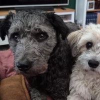 Hondenoppas werk Arnhem: baasje van Bink en mellow 