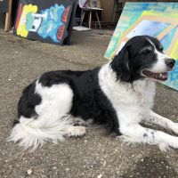 Hondenoppas werk Alkmaar: baasje van Skye