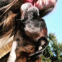 Hondenoppas Sint Jansteen: Megan