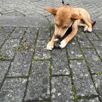 Hondenoppas werk Groningen: baasje van Skye 