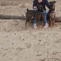 Hondenoppas werk Assen: baasje van Frenkie en Boy 