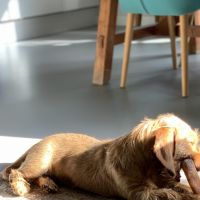 Hondenoppas werk Almere: baasje van Sien