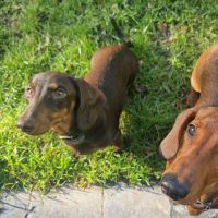 Hondenoppas werk Blaricum: baasje van Charlie en Pippa