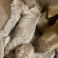 Hondenoppas werk Opijnen: baasje van Nayla