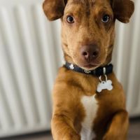 Hondenoppas werk Spijkenisse: baasje van Fusion