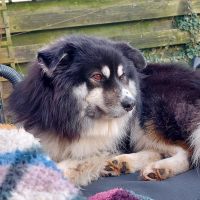 Hondenoppas werk Arnhem: baasje van Archie 