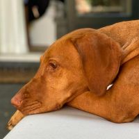 Hondenoppas werk Zutphen: baasje van Bizou 