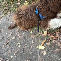Hondenoppas werk Apeldoorn: baasje van Teddy